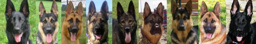 colors of german shepherds, pictures EZ Brook