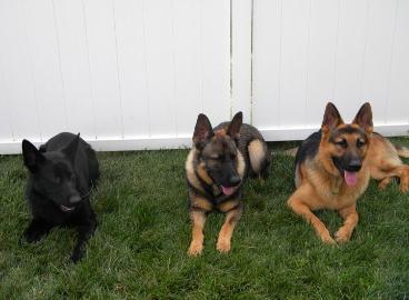 colors of german shepherds